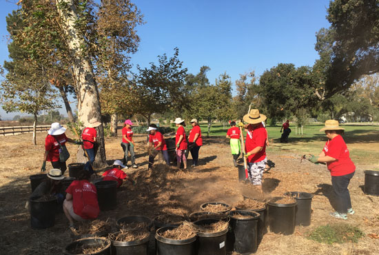 Bank employees shoveling new groundcover for park trees